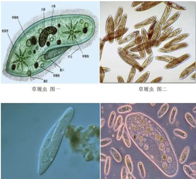 基于卷積神經(jīng)網(wǎng)絡的污水處理指示性微生物圖像識別方法
